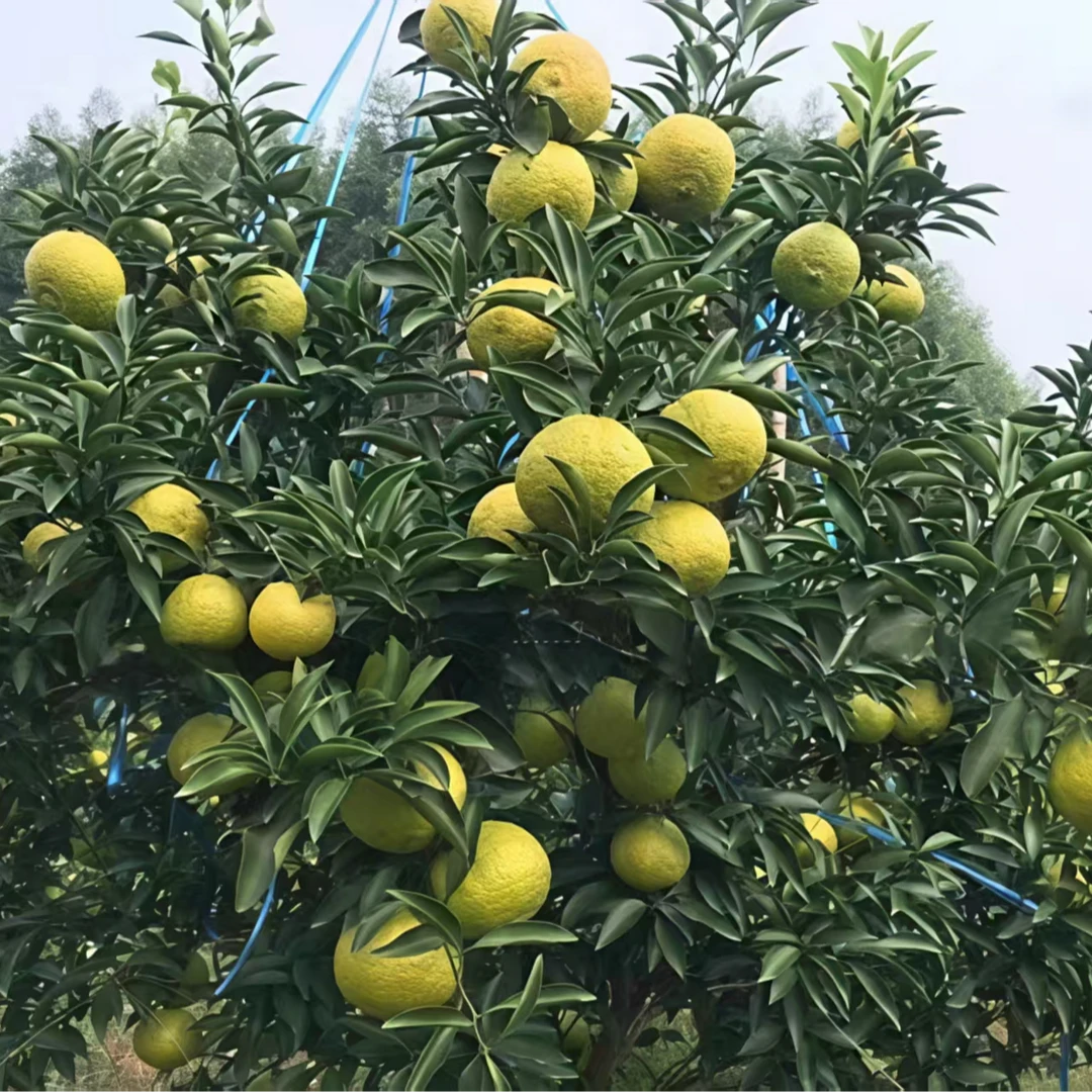 花卉绿植盆景盆栽抗寒冷耐高温