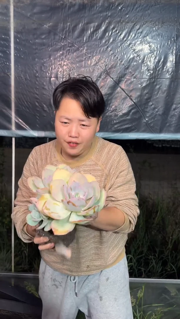 白盆3头起白凤4.88