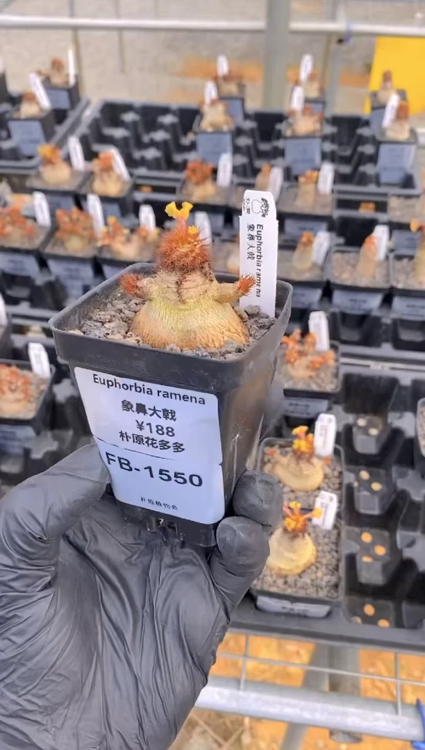 【闪购商品】象鼻大戟FB-1550