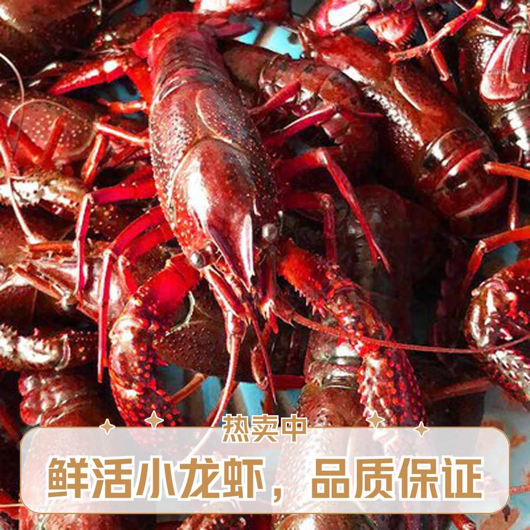 鲜活·小龙虾 3斤装