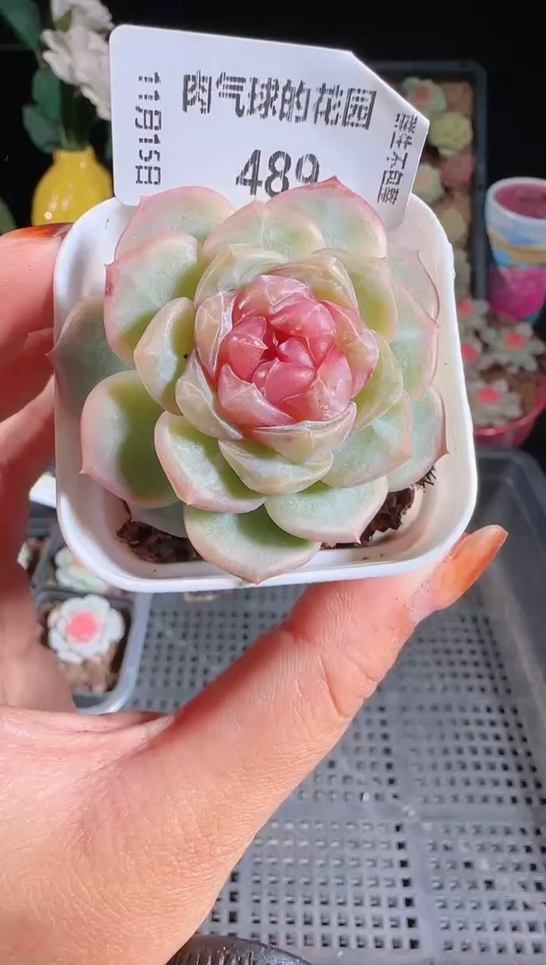 1115-489舒月群生不包整