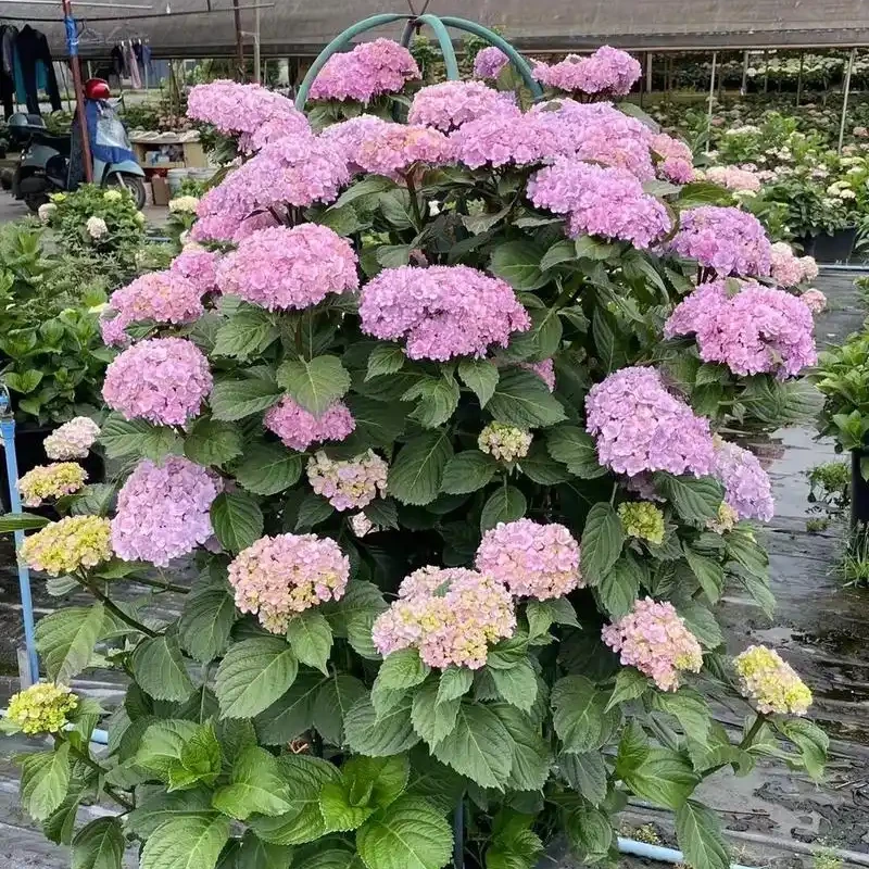 【绣球】幼苗粉色无尽夏