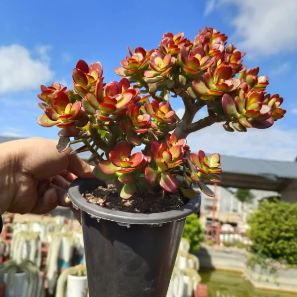 摇钱树    好种好养  室内室外  南北适宜   美观多肉绿植