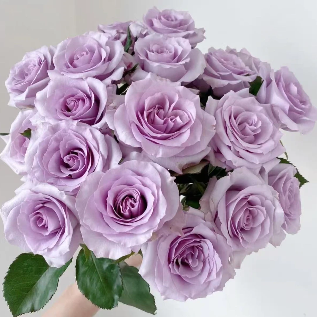 海洋之歌中苗 四季灌木月季