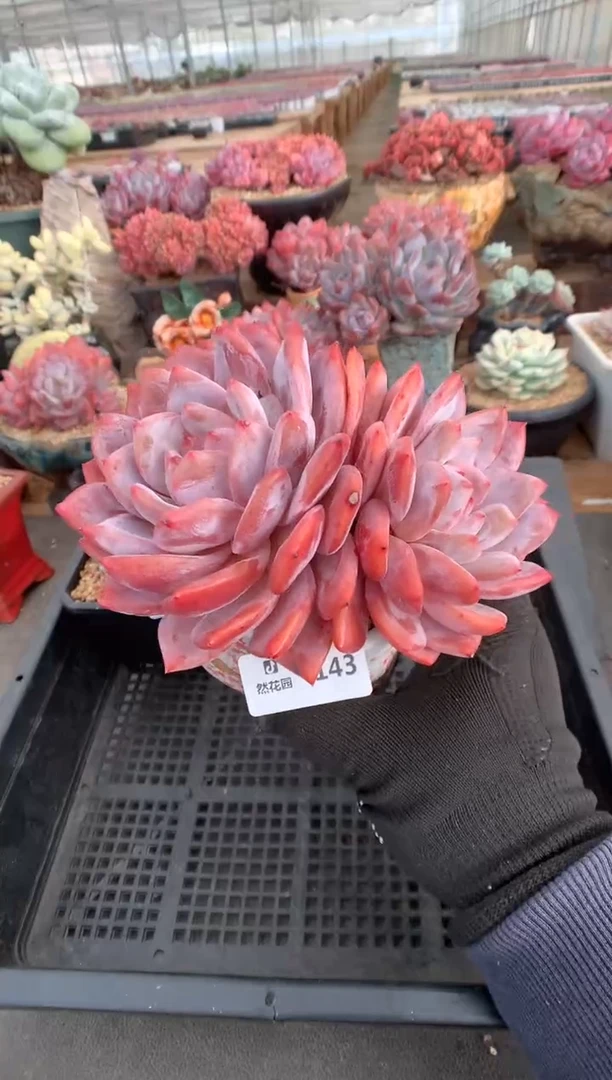 143橙子一物一拍