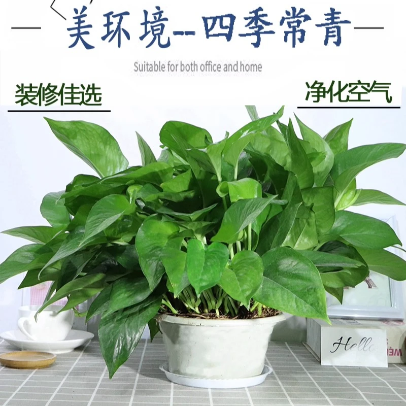 【拍一发二】大盆绿萝盆栽室内绿植办公室桌面四季好养净化空气绿植