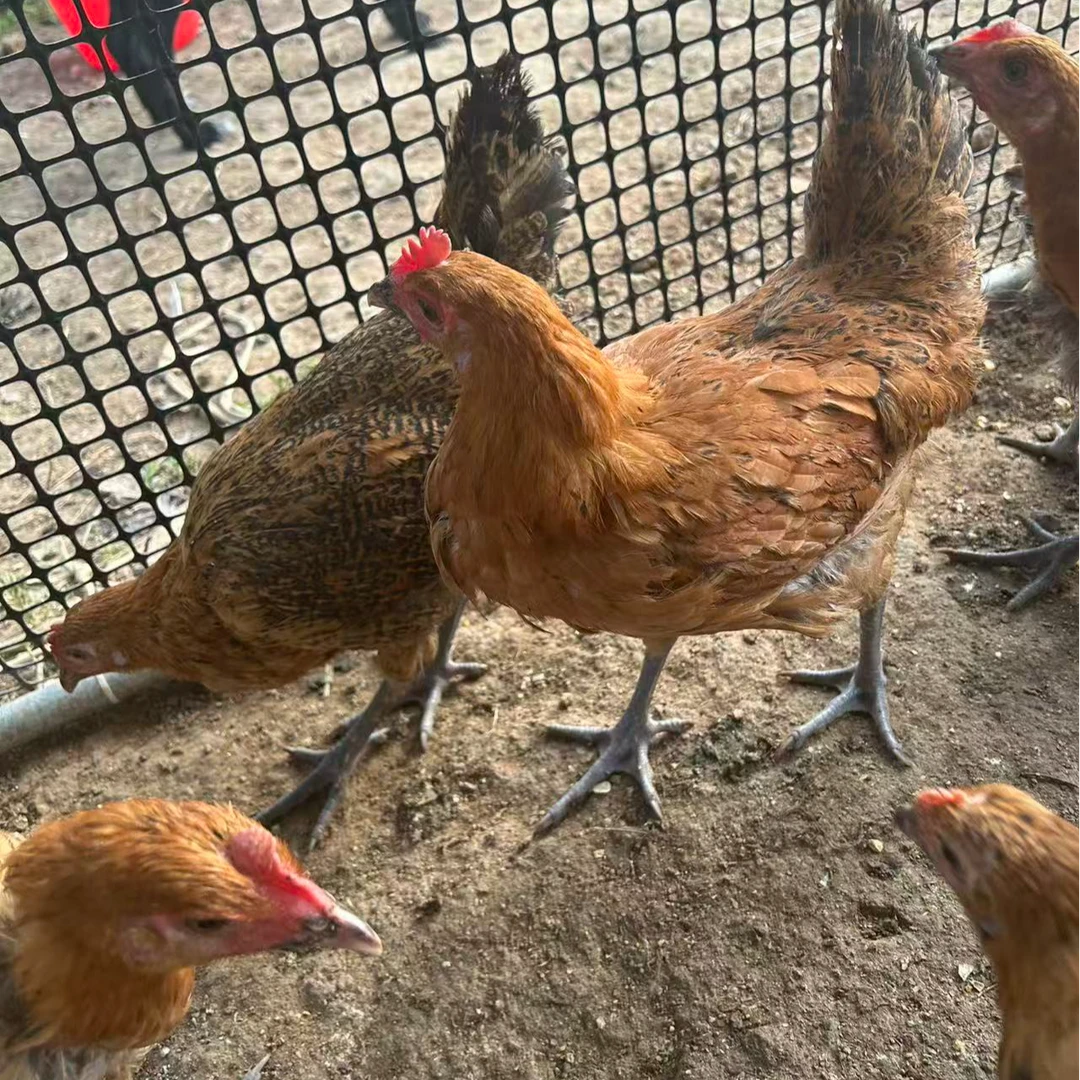 【拍6送2】黑腿青脚麻羽公母散养绿壳蛋鸡宠物鸡一斤左右红瑶鸡【徐】