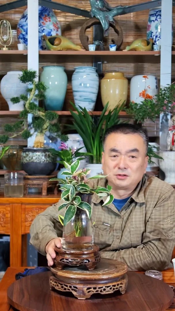无花朵天****谓水之韵水培花叶球兰