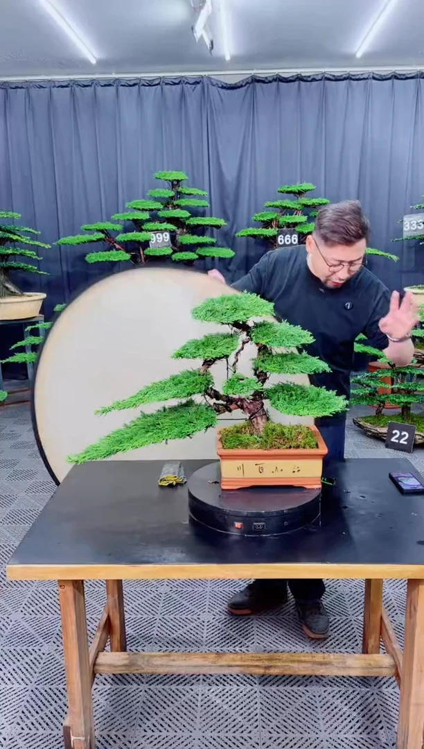 无花朵济州真柏盆景...