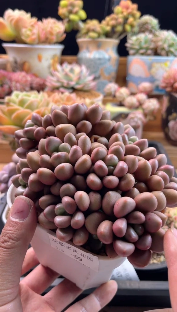 【闪购商品】2.5-59先锋派