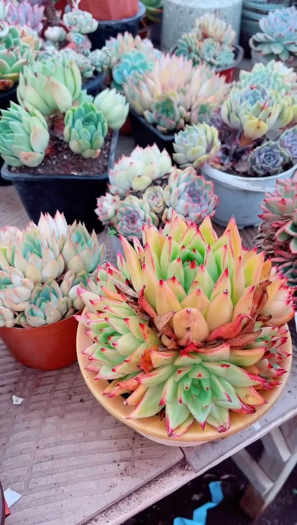 04230多肉植物一物一拍