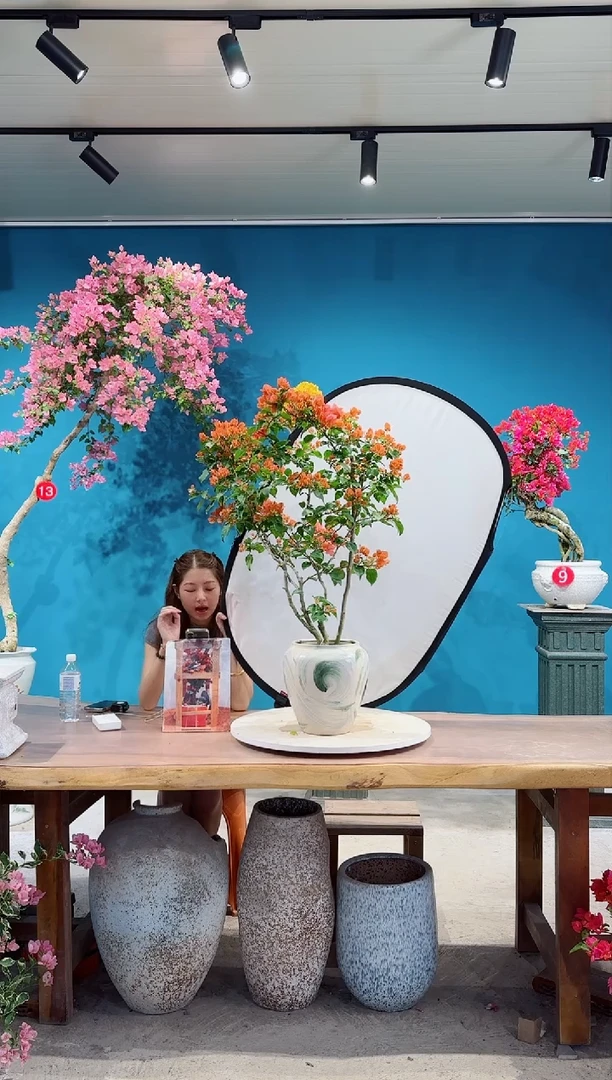 全部花朵宝岛橙三角梅