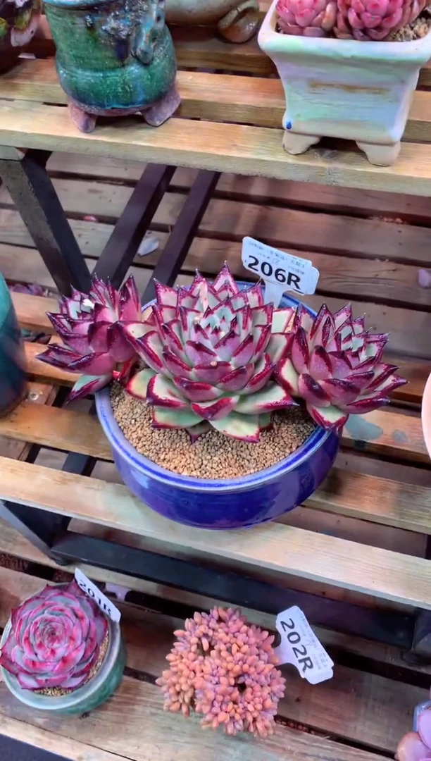 206R只走物流（一物一拍，精品多肉，所见即所得 ）