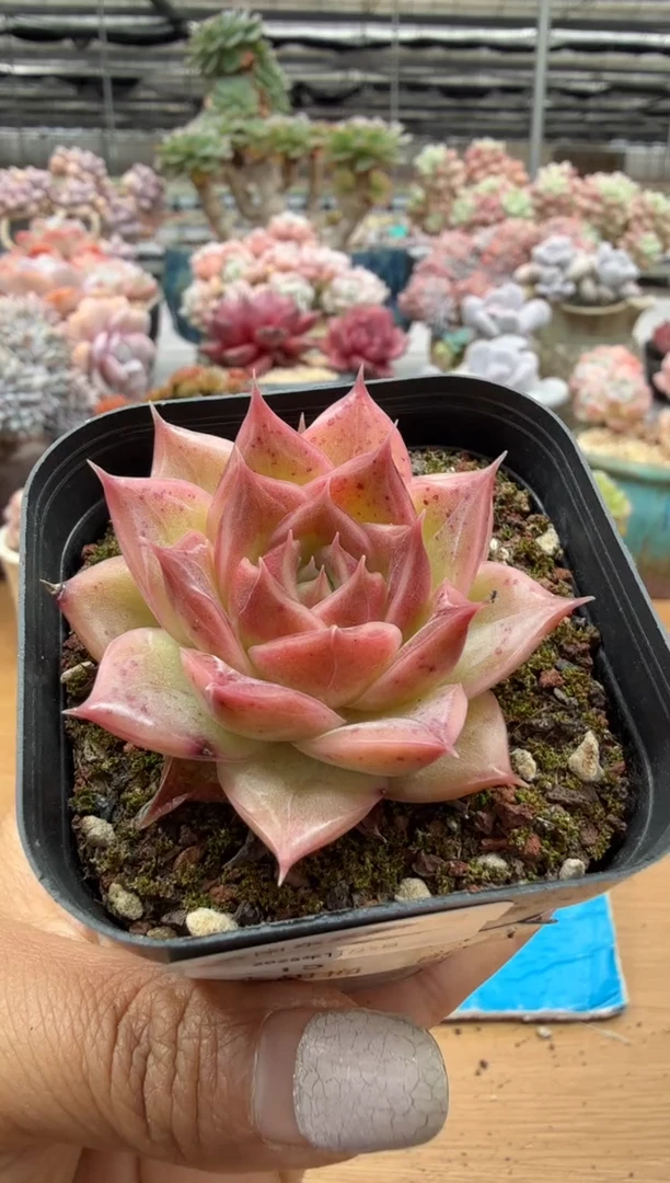 东云多肉园二店-284