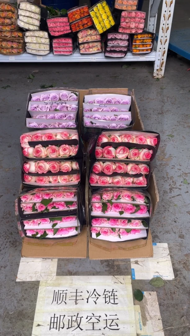 洛神20枝+艾沙20枝+海洋之歌20枝