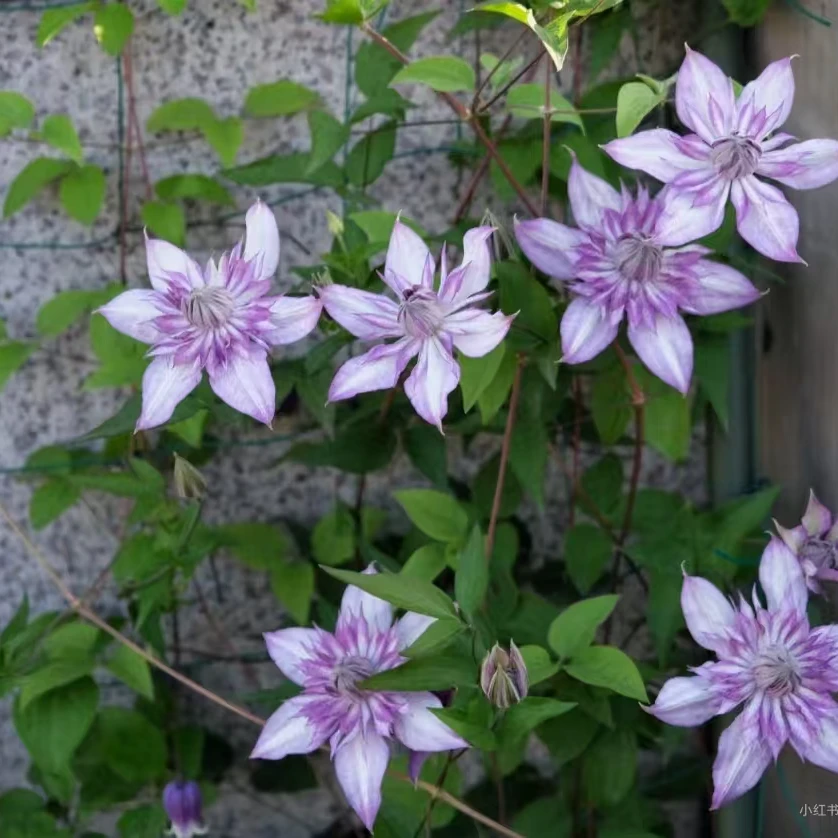 铁线莲 F系 恭子小姐 重瓣丰花四季开花耐寒耐热南北方花卉种植