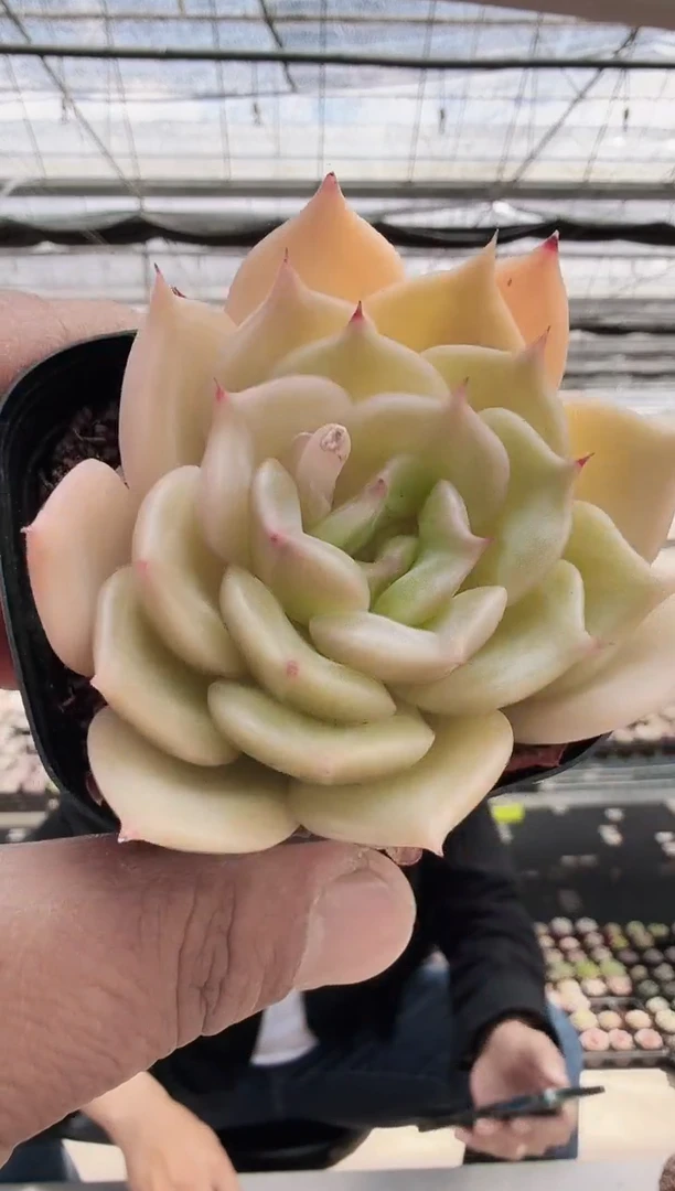 东云多肉园新款-198