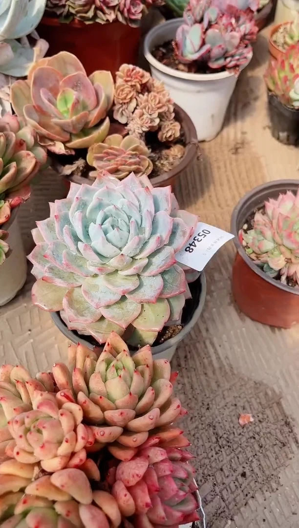 【闪购商品】05348