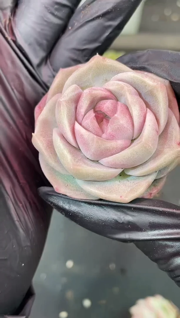 闪购2368  紫心小纯多肉一颗  3.8-4厘米