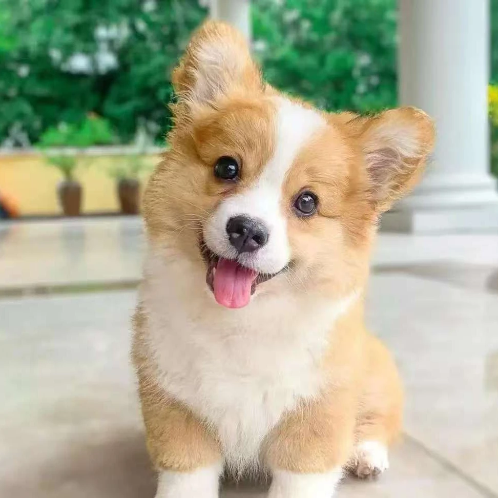 （萌犬小窝）大然家的柯基幼犬狗狗宠物可爱