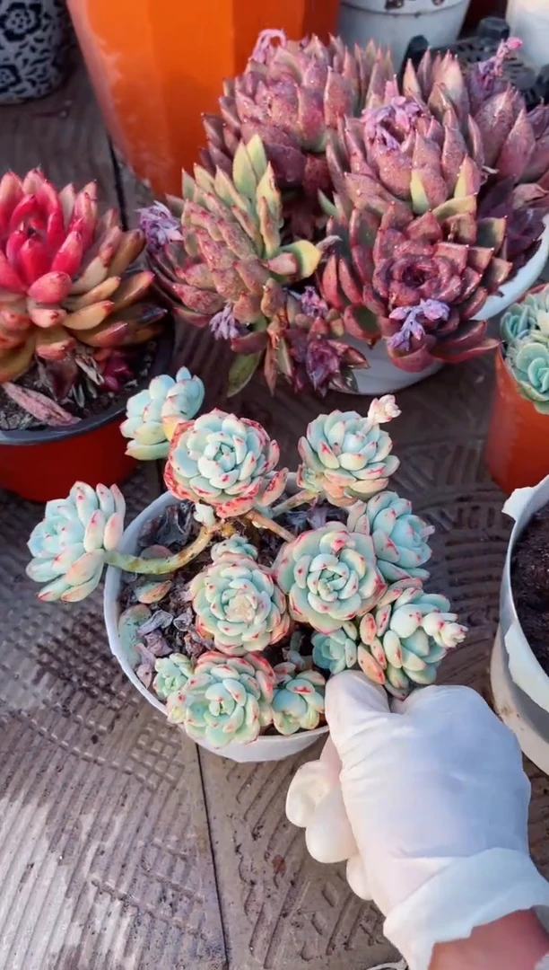 【闪购商品】15153