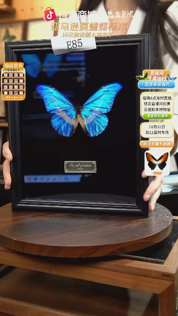 蝴蝶标本摆件竞拍e85