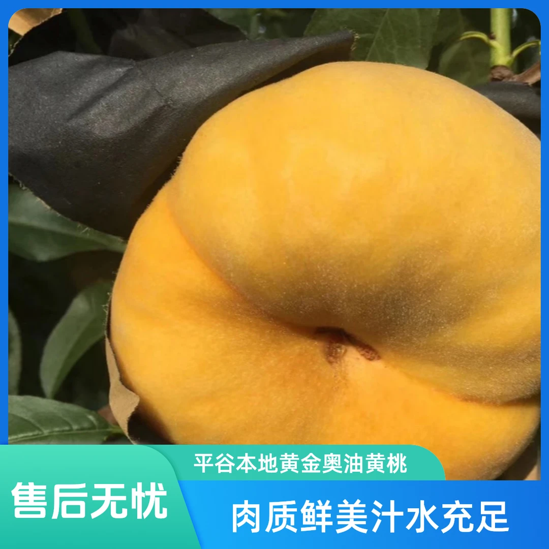 平谷本地黄金毛蟠桃 肉质鲜美 汁水充足5斤北京市