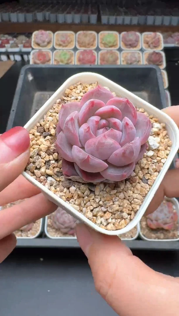 【闪购商品】190B物拍多肉带盆土6.5杯拍3颗包柚