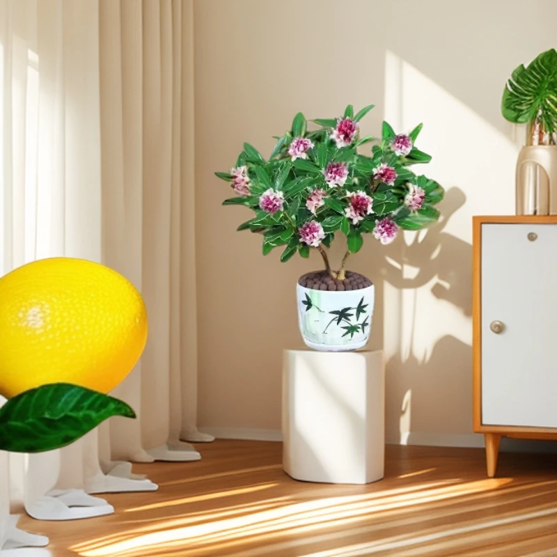 金边瑞香盆栽浓香型耐寒植物室内外观花净化空气花卉绿植