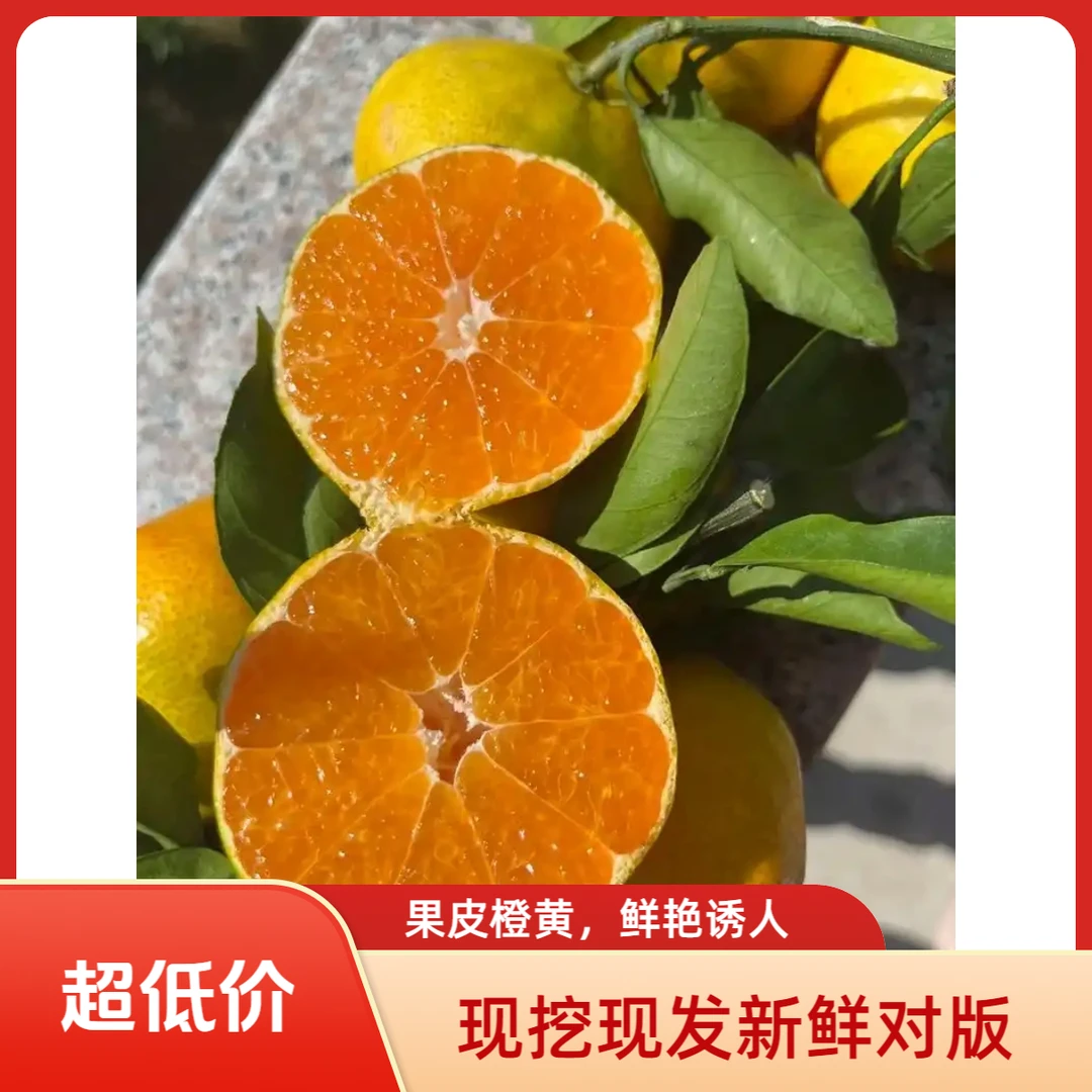 阳光蜜桔树苗南方北方盆栽地栽