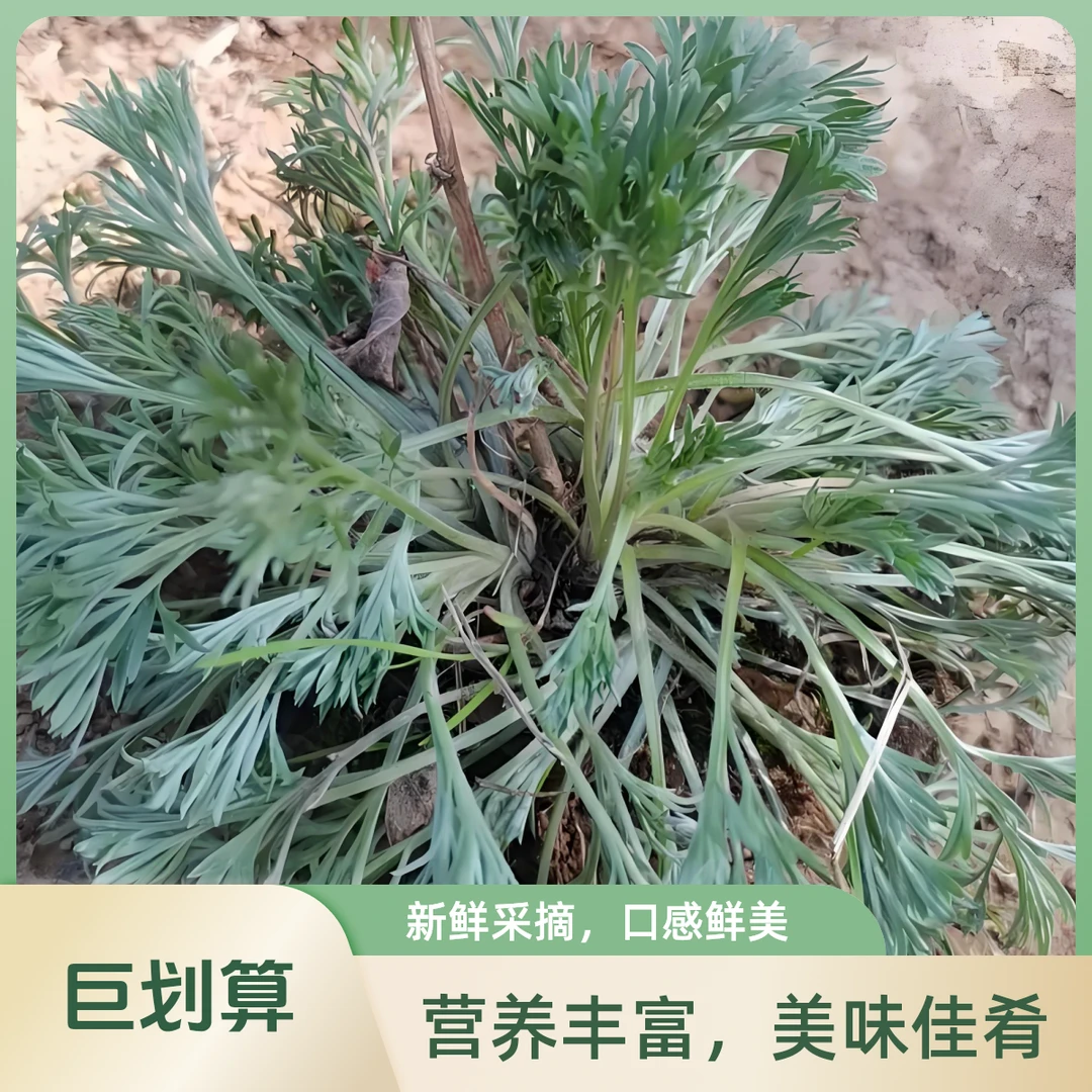 中条山头茬茵陈白蒿现挖鲜发山西运城