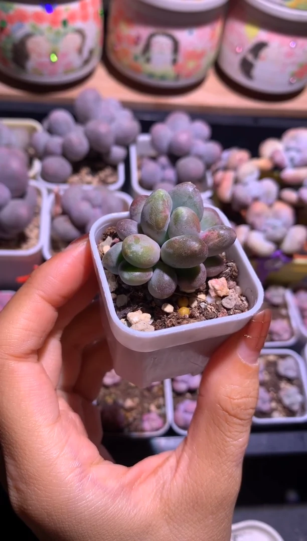 乌里韦亚叶插苗多肉