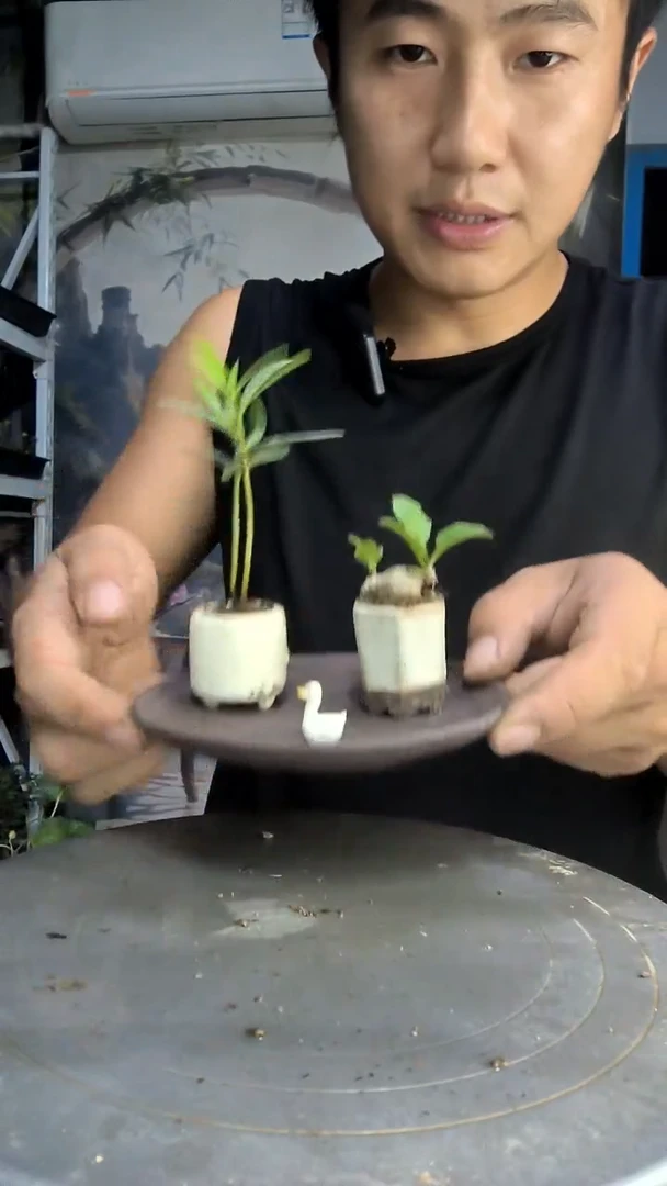 柯*呀中青园艺一物一拍151