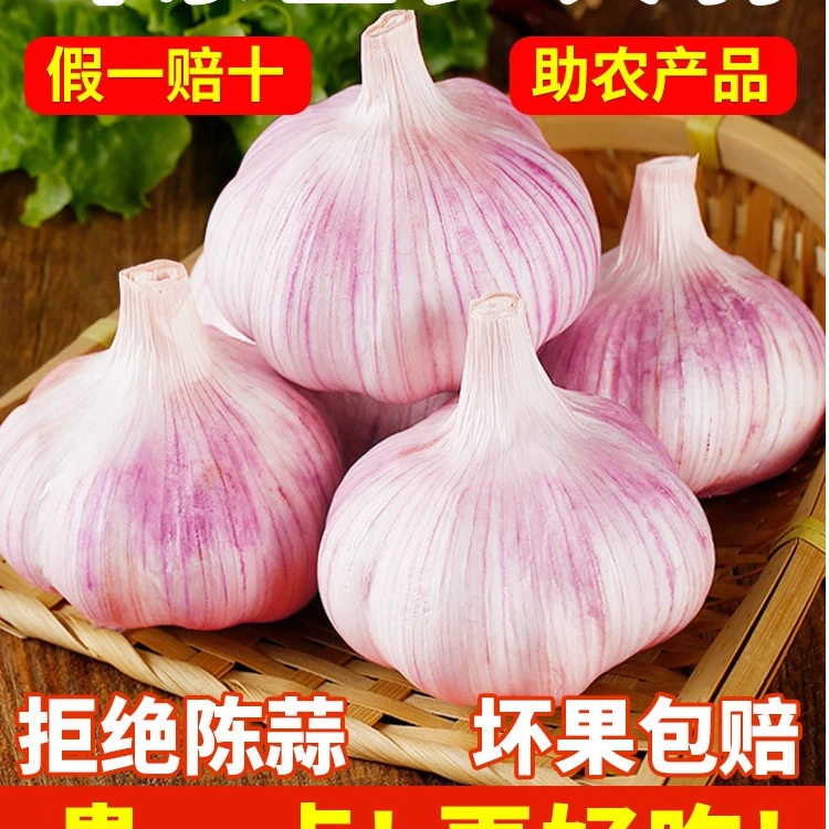 【旗舰店品质】2025年新干蒜 紫白皮大蒜 产地直发