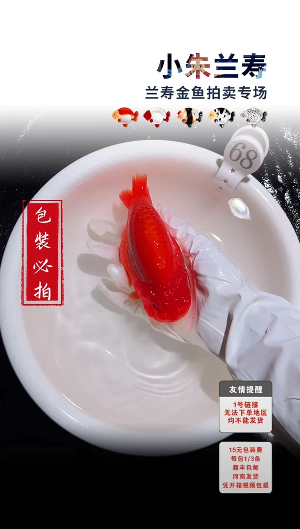 金鱼包装必拍未拍顺丰到付68号