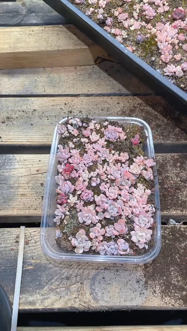 126糖心混    量拍