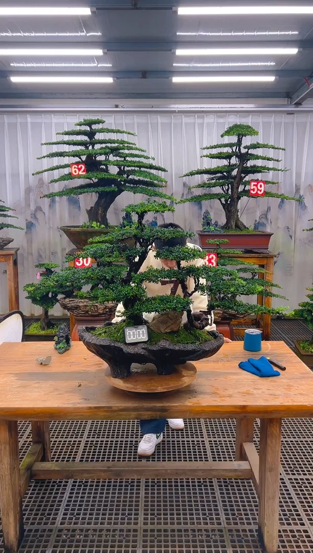 无花朵精品盆景直播间一物一拍