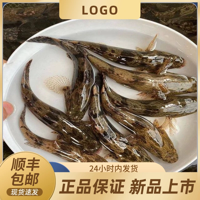 xiexuezhun/谢学准温州泰顺特产野生小溪坑沟沙塘鳢净膛破肚1000g