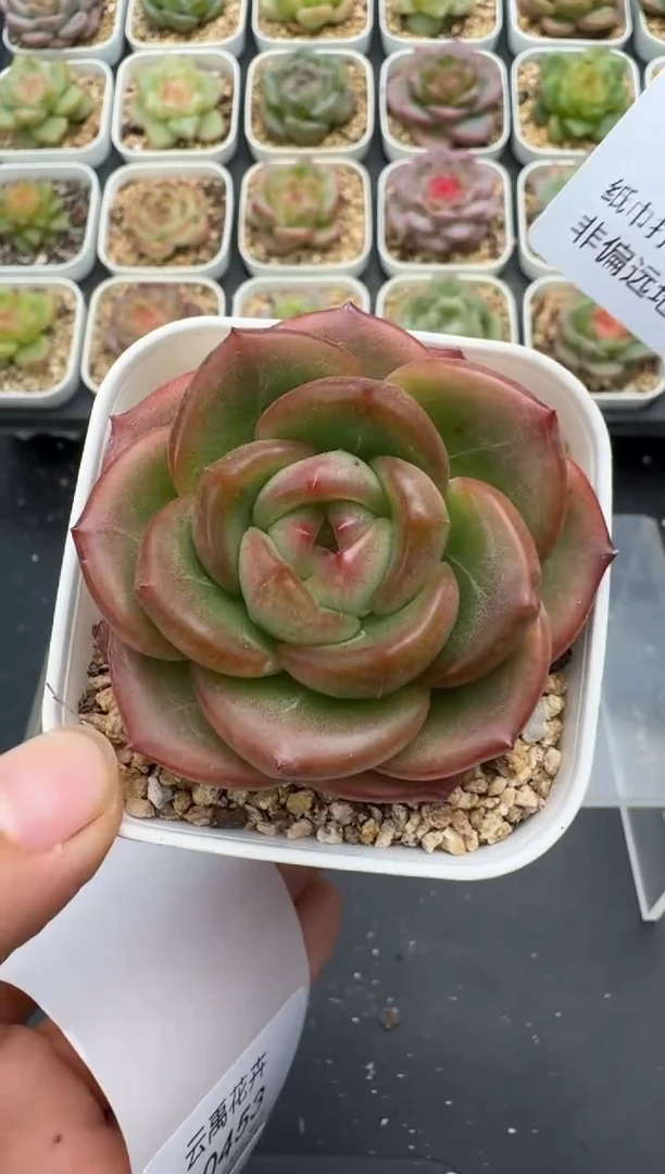 452E云禹多肉植物 带盆土纸巾打包 3颗包邮
