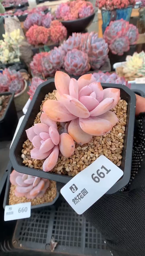 661奶茶一物一拍
