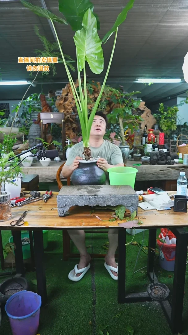当前无花栽培后可以开花超大海芋205+