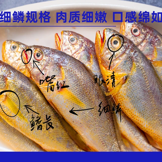 X【5条/斤】东海舟山海捕野生细鳞小黄鱼 4斤