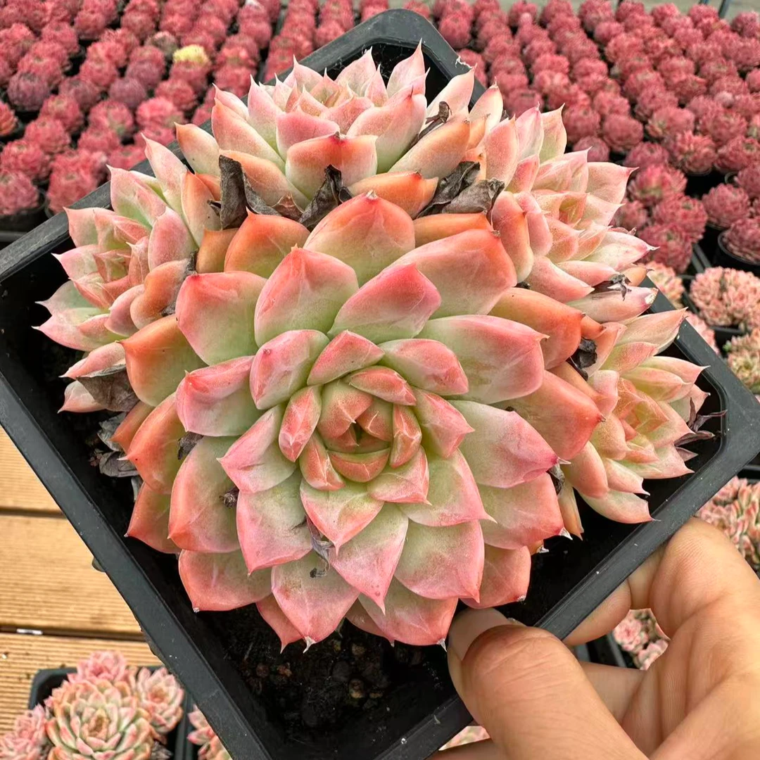 13#冰钻群多肉植物    前男友精品多肉