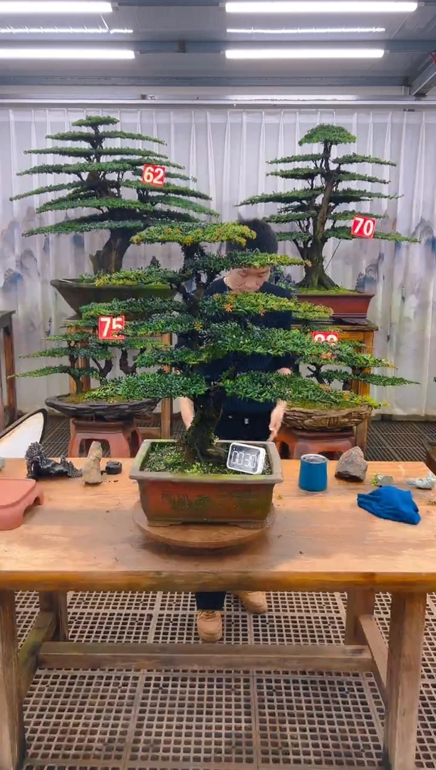 无花朵精品盆景直播间一物一拍