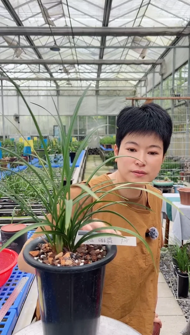当前无花朵，栽培后可花朵6***琨金泉，，，， 659李琨