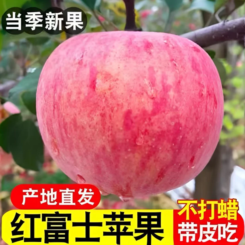山东红富士苹果脆甜爽口香甜可口肉厚多汁坏果包赔
