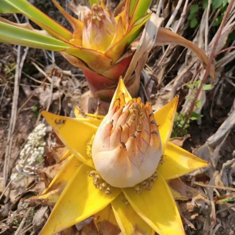 【地涌金莲种子】家庭阳台小院盆栽地栽四季种植