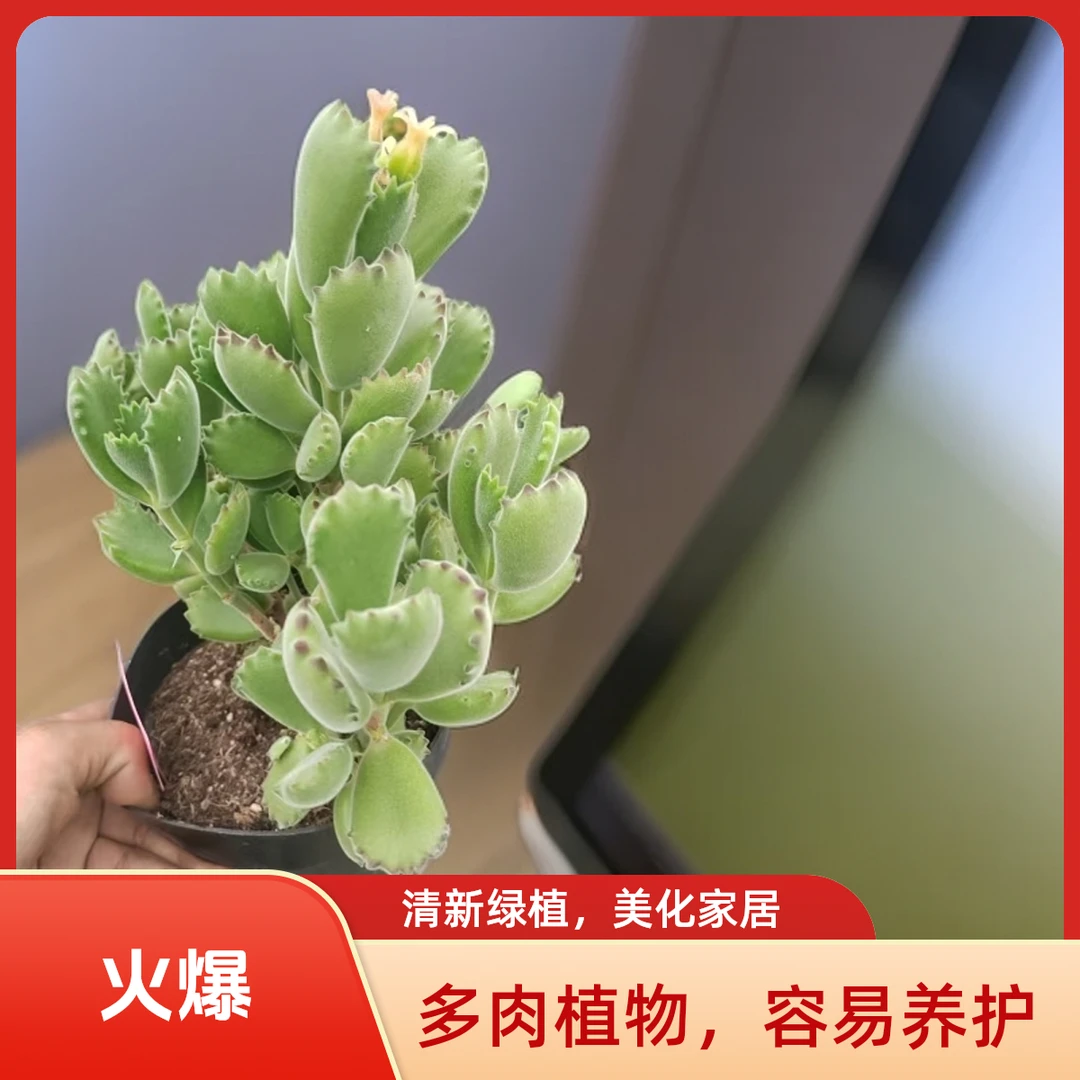 绿熊多肉植物盆栽品种好养适合办公室阳台