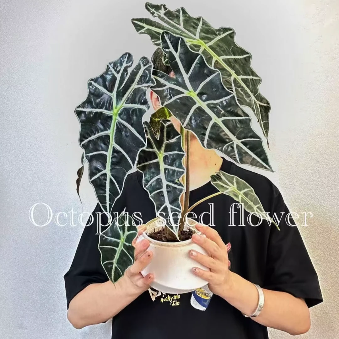 大仙女海芋 室内桌面摆放网红热植净化空气吸甲醛水培绿植盆栽