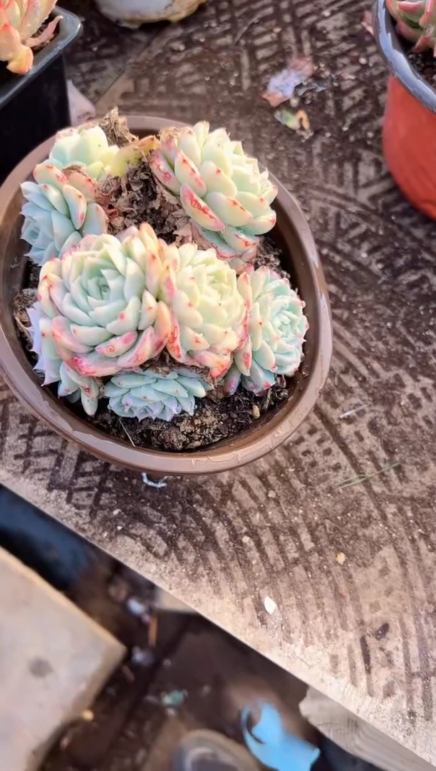 那**芳多肉植物一物一拍22291